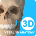 維薩里3D解剖app